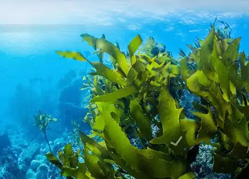 What Are the Benefits of Kelp Extract?